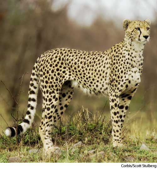American Heritage Dictionary Entry: cheetah