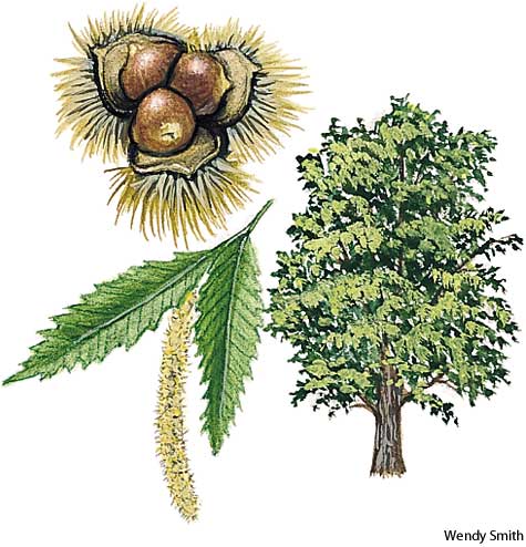 American Heritage Dictionary Entry: chestnut