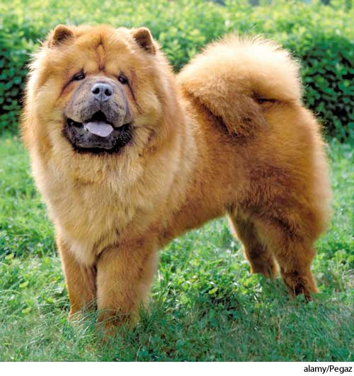American Heritage Dictionary Entry chow chow