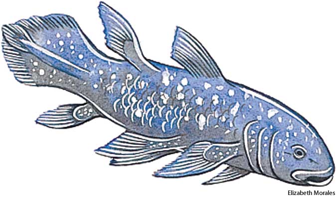 Кистеперые рыбы легкие. Latimeria menadoensis. Латимерия скелет. Кистеперая рыба. Кистеперые рыбы предки.