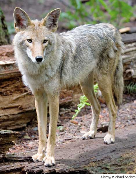 American Heritage Dictionary Entry: coyote