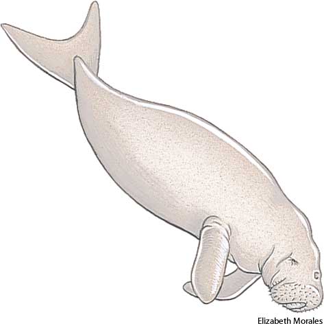 American Heritage Dictionary Entry: dugong