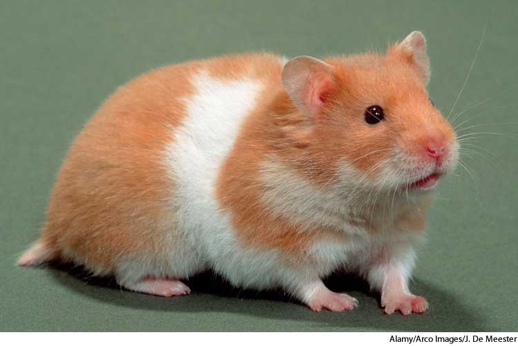American Heritage Dictionary Entry Hamster