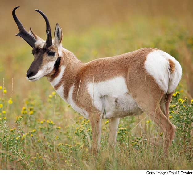 American Heritage Dictionary Entry: pronghorn