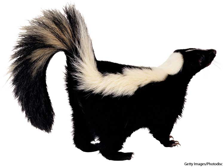 American Heritage Dictionary Entry: skunks