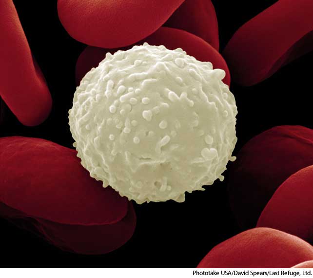 American Heritage Dictionary Entry White Blood Cell