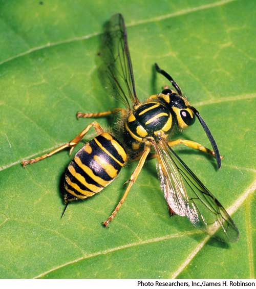 American Heritage Dictionary Entry yellow jacket